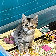 Jc is registered to the contest to win money with this photo: kitten, tabby, cat, pet, animal, indoor, box, colorful, pattern, plastic_container, curious, young, fur, striped, eyes, whiskers, floor, cord, blue, lid