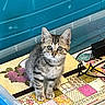 kitten, tabby, cat, pet, animal, indoor, box, colorful, pattern, plastic_container, curious, young, fur, striped, eyes, whiskers, floor, cord, blue, lid