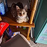 Jc joined the competition — help win amazing prizes! kitten, cat, tabby, wooden_shelf, indoor, curious, wide_eyes, household_items, cleaning_products, red_cap, carpet, furniture_leg, plastic_container, sitting, pet, domestic_animal, alert, brown_tabby, small_animal, cozy
