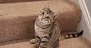 Jc is registered to the contest to win money with this photo: cat, tabby, stairs, carpet, indoor, pet, animal, curious, sitting, feline, head_tilt, wide_eyes, beige, clothing, hanger, cozy, domestic, fur, striped, cute