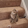 cat, tabby, stairs, carpet, indoor, pet, animal, curious, sitting, feline, head_tilt, wide_eyes, beige, clothing, hanger, cozy, domestic, fur, striped, cute