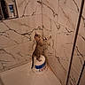 Jc is registered to the contest to win money with this photo: kitten, cat, bucket, marble_tiles, shower, curious, indoor, pet, animal, standing, small, young, feline, exploring, corner, white, brown, striped, bathroom, tile