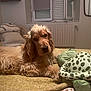 Albert a rejoint le concours — aidez-le/la à gagner de superbes lots ! animal, bed, carpet, cozy, curious, dog, fur, furniture, golden_retriever, indoor, lying_down, pet, pillow, plush_toy, radiator, relaxed, room, soft_toy, turtle_toy, window