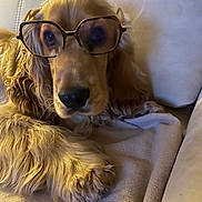 Albert a rejoint le concours — aidez-le/la à gagner de superbes lots ! animal, blanket, companion, couch, cozy, cute, dog, ears, fur, glasses, golden_retriever, home, indoor, looking, muzzle, paws, pet, portrait, relaxed, resting