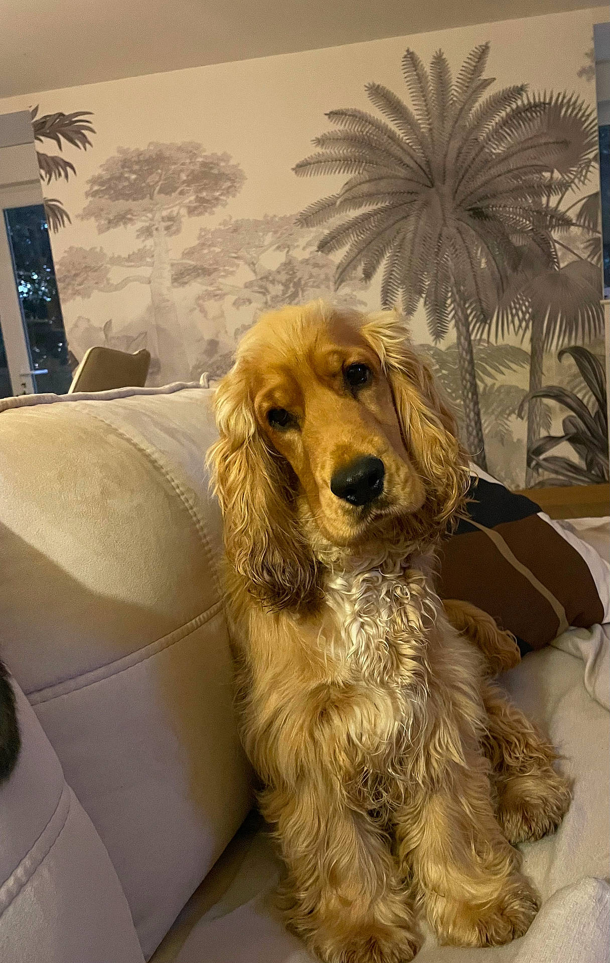 animal, cocker_spaniel, companion, couch, cozy, curly_fur, cute, dog, domestic, fur, golden, houseplant, indoor, living_room, mural, palm_trees, pet, portrait, relaxed, wall_art