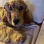 animal, blanket, closeup, comfort, couch, cozy, cute, dog, domestic_animal, eyewear, fluffy, fur, glasses, golden_retriever, indoor, mammal, pet, portrait, relaxed, resting