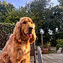 Albert participe au concours pour gagner de l'argent avec cette photo : animal, backyard, canine, chair, daytime, dog, fur, garden, golden_retriever, happy, leafy, nature, outdoor, pets, relaxing, sitting, sunlight, tongue_out, trees, wooden_deck