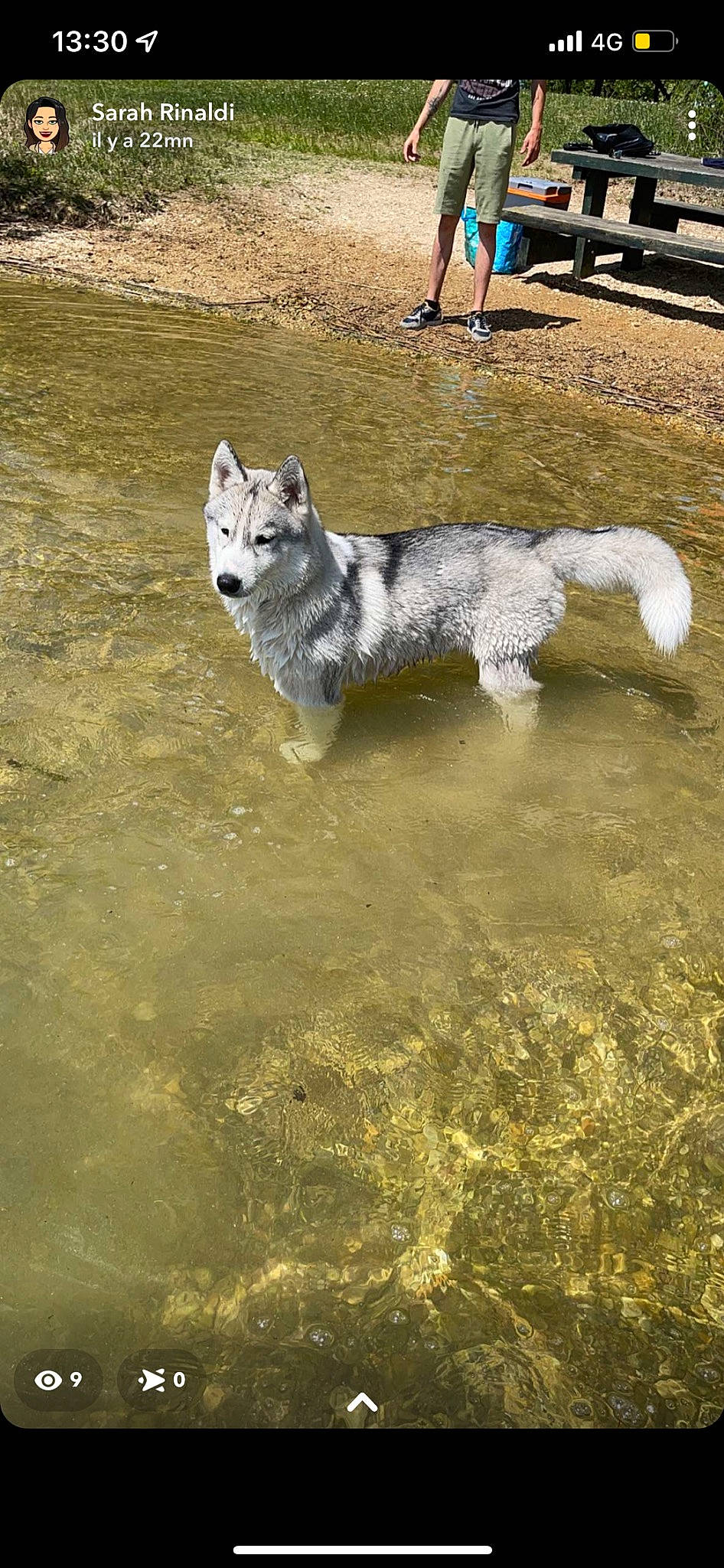 Skoll participe au concours pour gagner de l'argent avec cette photo : ancient_dog_breeds, asphalt, canidae, canis, carnivore, dog, dog_breed, grey, herding_dog, lake, non_sporting_group, siberian_husky, soil, sporting_group, tail, water, wildlife, wolf, working_animal, working_dog