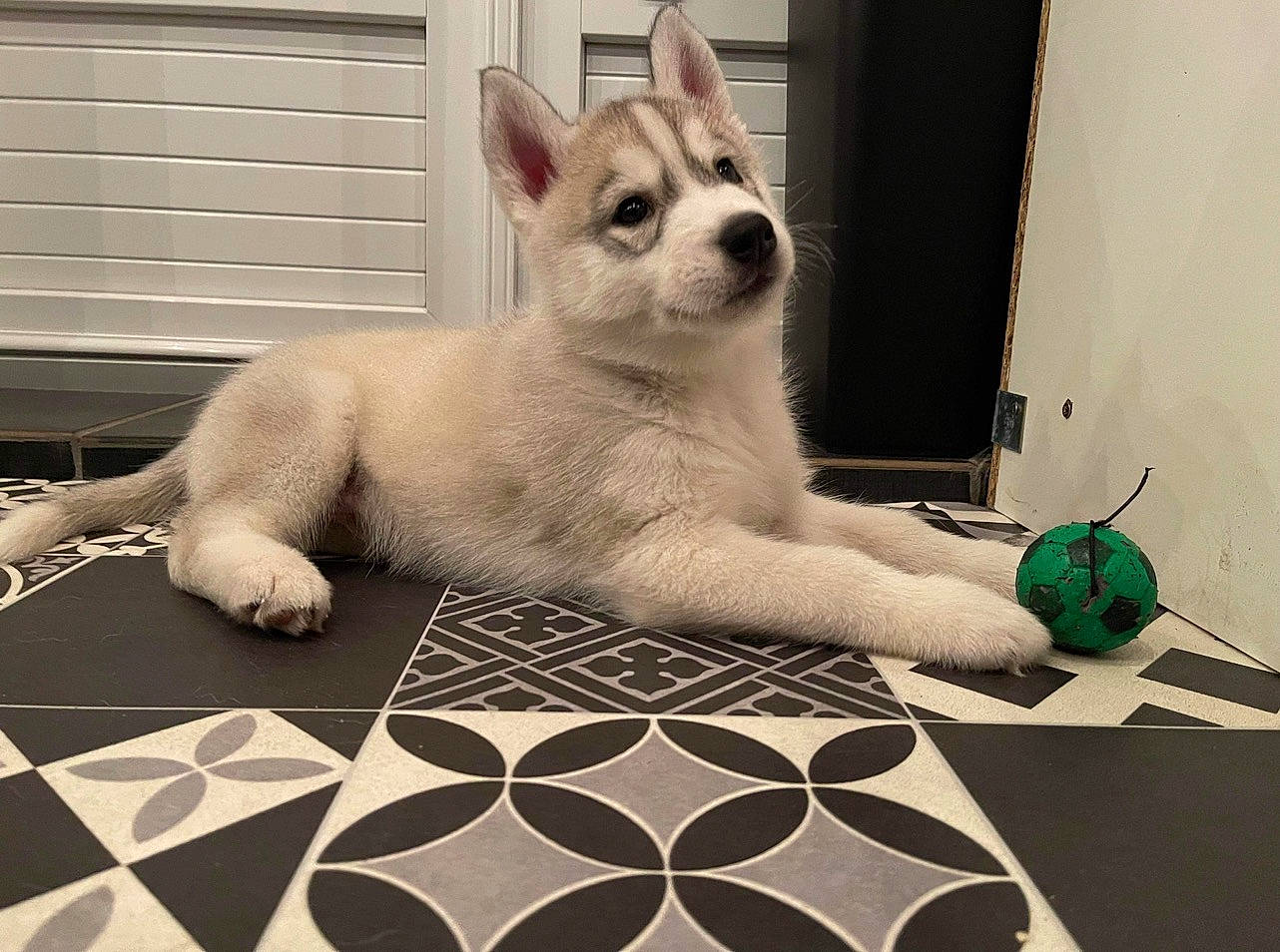 Skoll participe au concours pour gagner de l'argent avec cette photo : art, canidae, carnivore, companion_dog, dog, dog_breed, dog_supply, fawn, flooring, foot, fur, pattern, paw, photo_caption, snout, sporting_group, tail, terrestrial_animal, whiskers, working_animal