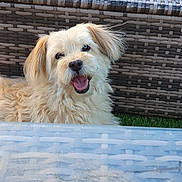 Domino a rejoint le concours — aidez-le/la à gagner de superbes lots ! dog, fluffy, smiling, outdoor, woven_chair, glass_table, happy, pet, fur, closeup, animal, light_brown, tongue_out, grass, daylight, cute, friendly, portrait, sitting, background