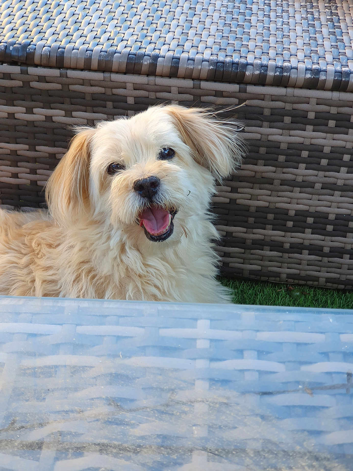 Domino a rejoint le concours — aidez-le/la à gagner de superbes lots ! dog, fluffy, smiling, outdoor, woven_chair, glass_table, happy, pet, fur, closeup, animal, light_brown, tongue_out, grass, daylight, cute, friendly, portrait, sitting, background