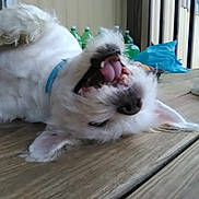 Hazel joined the competition — help win amazing prizes! dog, white_dog, tongue_out, playful, wooden_deck, bottles, blue_collar, fluffy, pet, cute, animal, mouth_open, outdoor, funny_expression, rolling, canine, domestic_animal, furry, resting, happy
