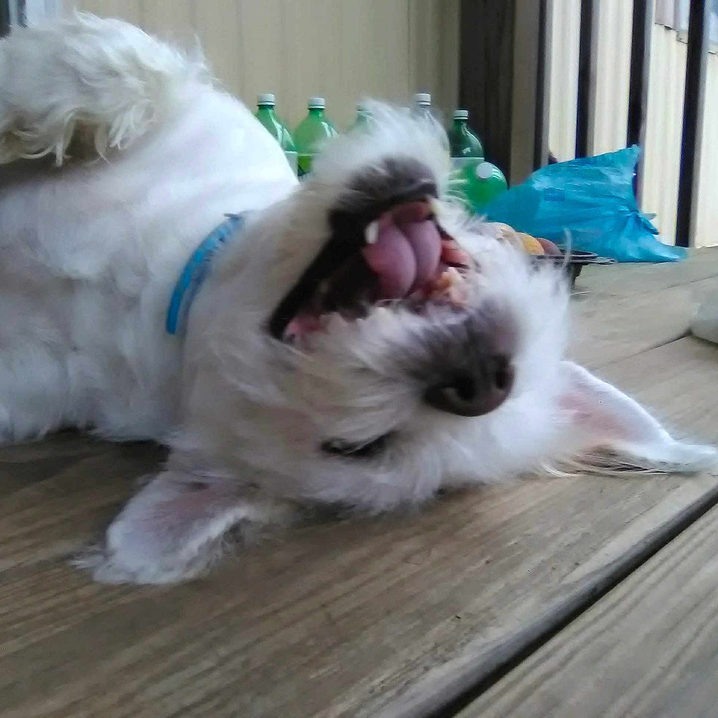Hazel joined the competition — help win amazing prizes! animal, blue_collar, bottles, canine, cute, dog, domestic_animal, fluffy, funny_expression, furry, happy, mouth_open, outdoor, pet, playful, resting, rolling, tongue_out, white_dog, wooden_deck