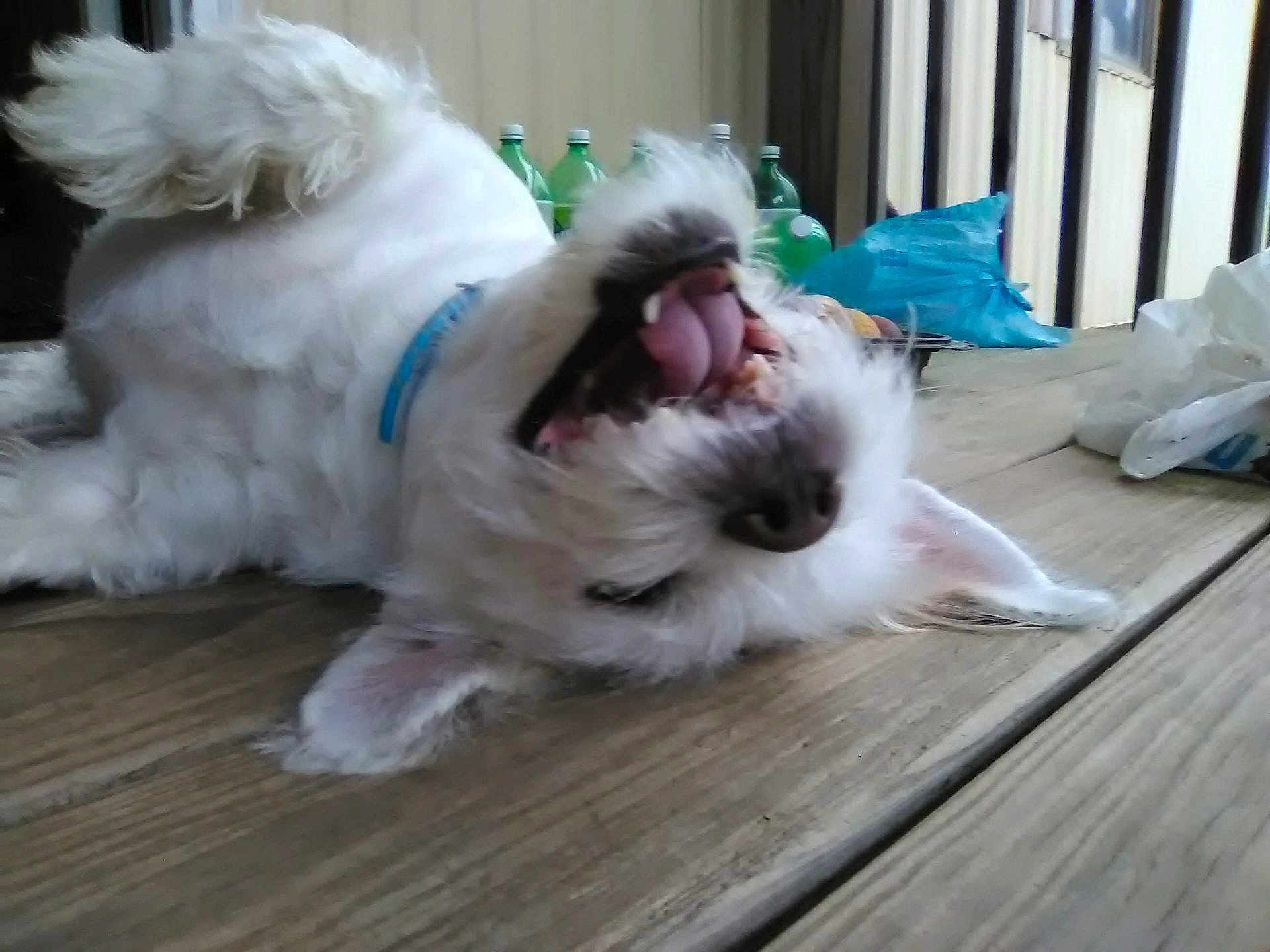 Hazel joined the competition — help win amazing prizes! dog, white_dog, tongue_out, playful, wooden_deck, bottles, blue_collar, fluffy, pet, cute, animal, mouth_open, outdoor, funny_expression, rolling, canine, domestic_animal, furry, resting, happy