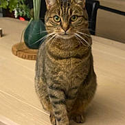Titi a rejoint le concours — aidez-le/la à gagner de superbes lots ! cat, tabby_cat, pet, indoor, table, vase, plant, whiskers, sitting, portrait, green_eyes, furniture, domestic_animal, feline, paws, tabletop, closeup, cozy, curious, striped_fur