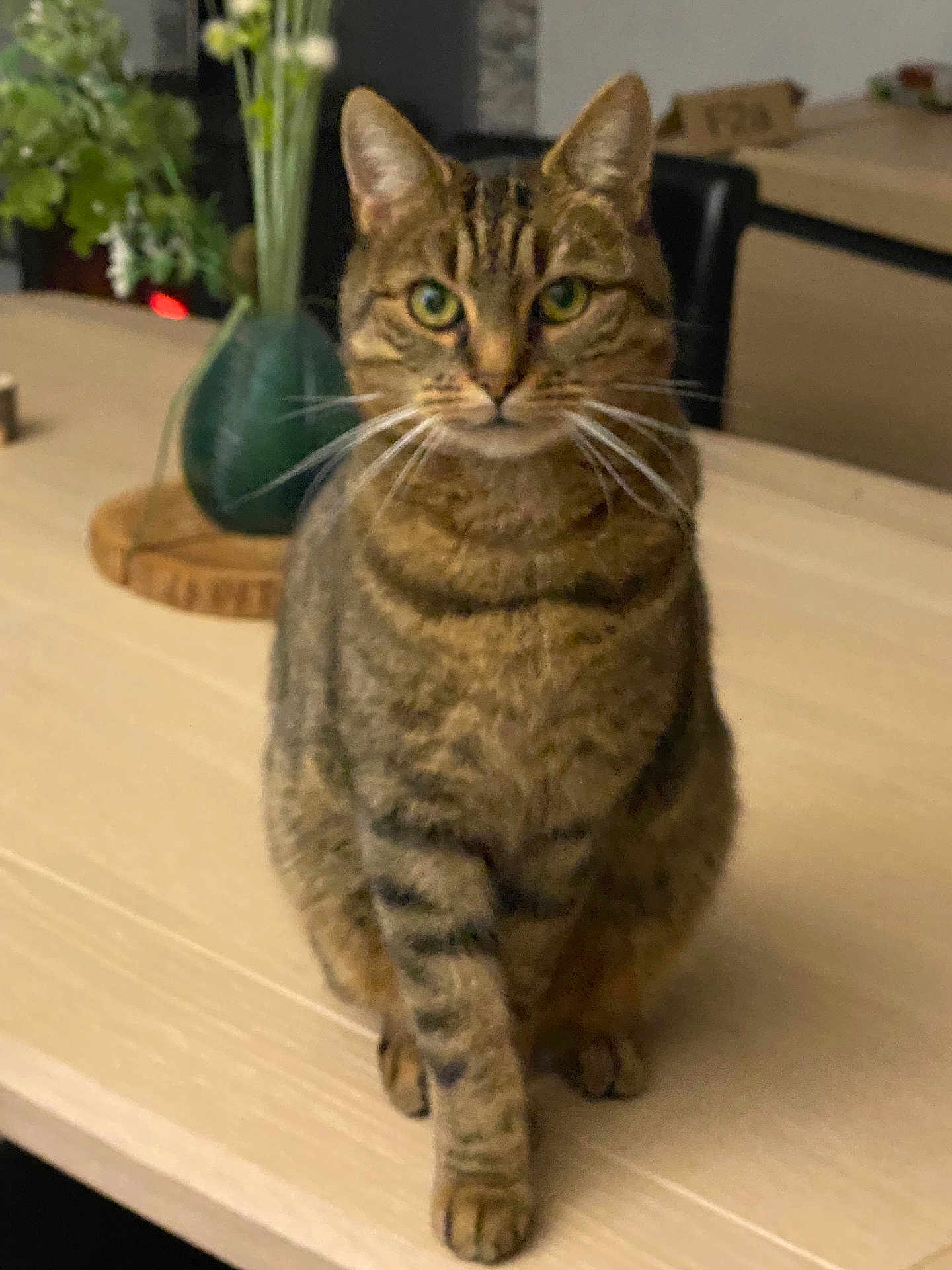 Titi a rejoint le concours — aidez-le/la à gagner de superbes lots ! cat, tabby_cat, pet, indoor, table, vase, plant, whiskers, sitting, portrait, green_eyes, furniture, domestic_animal, feline, paws, tabletop, closeup, cozy, curious, striped_fur