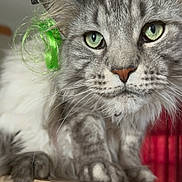 Klaus is registered to the contest to win money with this photo: animal, cat, close_up, curly_ribbon, cute, decorative_hat, domestic_cat, feline, focused, fur, gray_tabby, green_eyes, green_ribbon, hat, indoor, pet, portrait, stars, tile_surface, whiskers