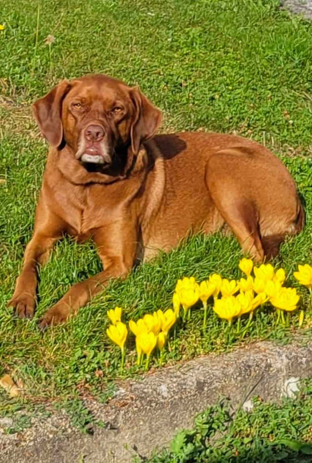 Mélisse a rejoint le concours — aidez-le/la à gagner de superbes lots ! animal, brown_dog, canine, daylight, dog, domestic_animal, flower_bed, garden, grass, greenery, lying_down, mammal, nature, outdoor, peaceful, pet, relaxed, summer, sunlight, yellow_flowers