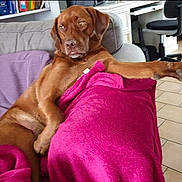 Mélisse a rejoint le concours — aidez-le/la à gagner de superbes lots ! blanket, bookshelf, brown_dog, canine, chair, couch, cozy, desk, dog, furniture, home, indoors, living_room, lounge, paw, pet, pink_blanket, relaxed, stretching, tile_floor