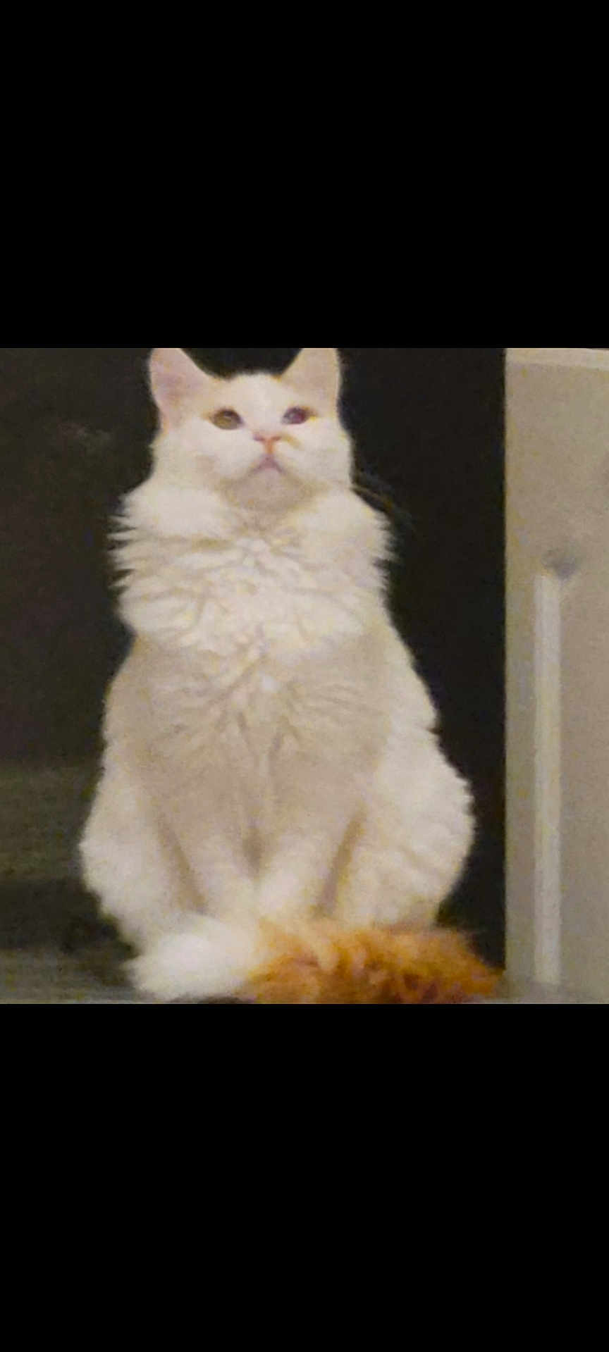 Panda a rejoint le concours — aidez-le/la à gagner de superbes lots ! cat, white_cat, fluffy, sitting, pet, indoor, animal, fur, whiskers, ears, face, looking_up, domestic_cat, cute, feline, portrait, furry, quiet, calm, house