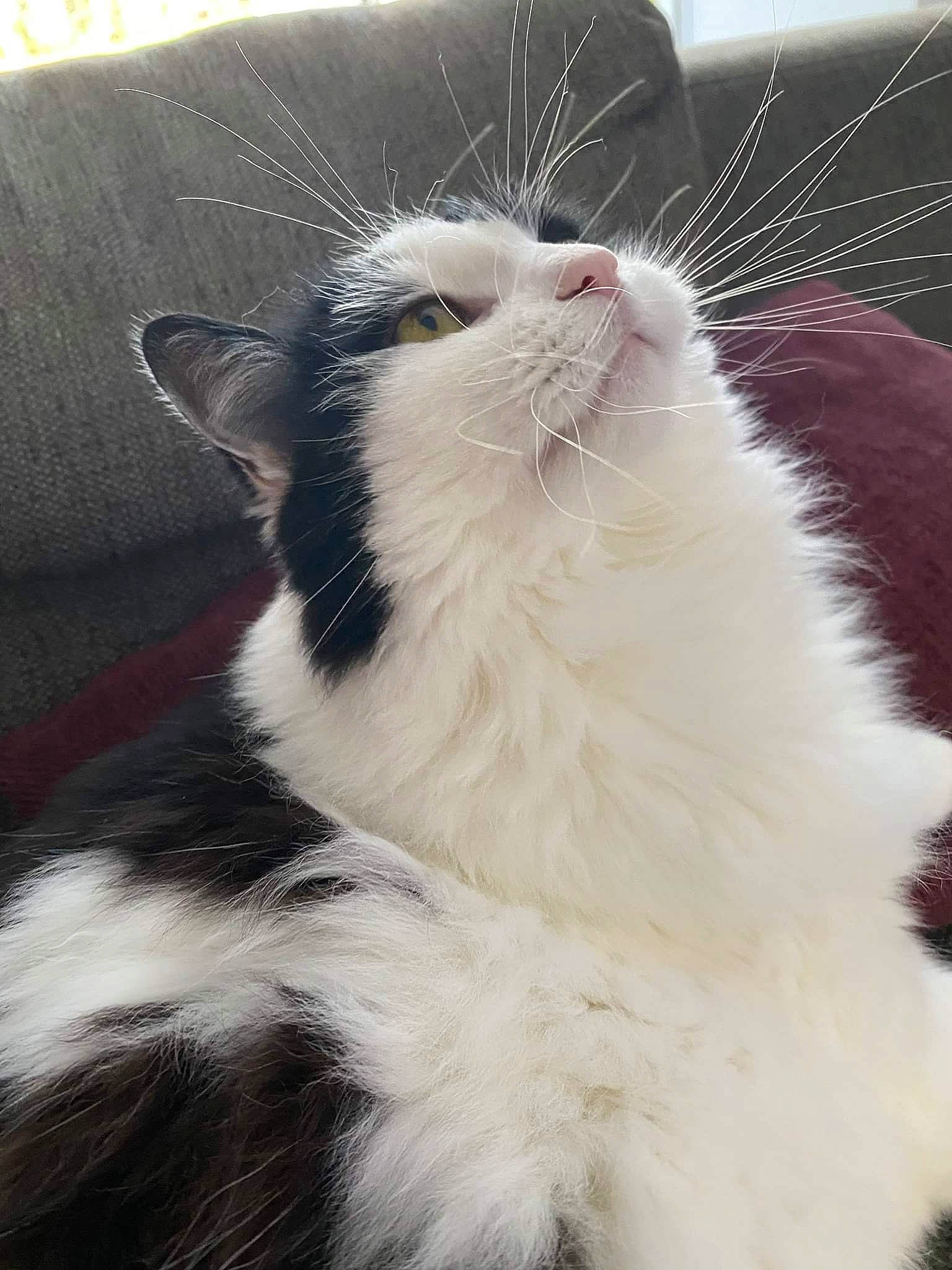 Duchesse a rejoint le concours — aidez-le/la à gagner de superbes lots ! aegean_cat, american_curl, american_wirehair, carnivore, cat, domestic_long_haired_cat, felidae, fur, kitten, mammal, norwegian_forest_cat, polydactyl_cat, ragamuffin, small_to_medium_sized_cats, snout, turkish_van, whiskers