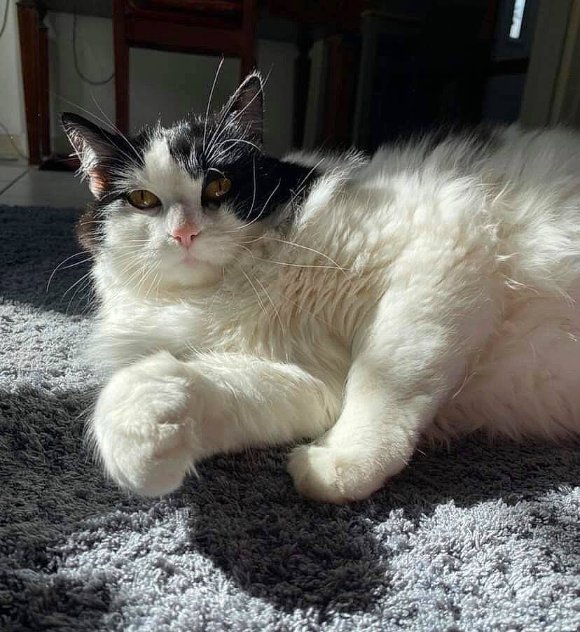 Duchesse a rejoint le concours — aidez-le/la à gagner de superbes lots ! aegean_cat, british_semi_longhair, carnivore, cat, domestic_long_haired_cat, felidae, fur, kitten, mammal, norwegian_forest_cat, ojos_azules, paw, polydactyl_cat, ragamuffin, ragdoll, small_to_medium_sized_cats, tail, turkish_van, vertebrate, whiskers