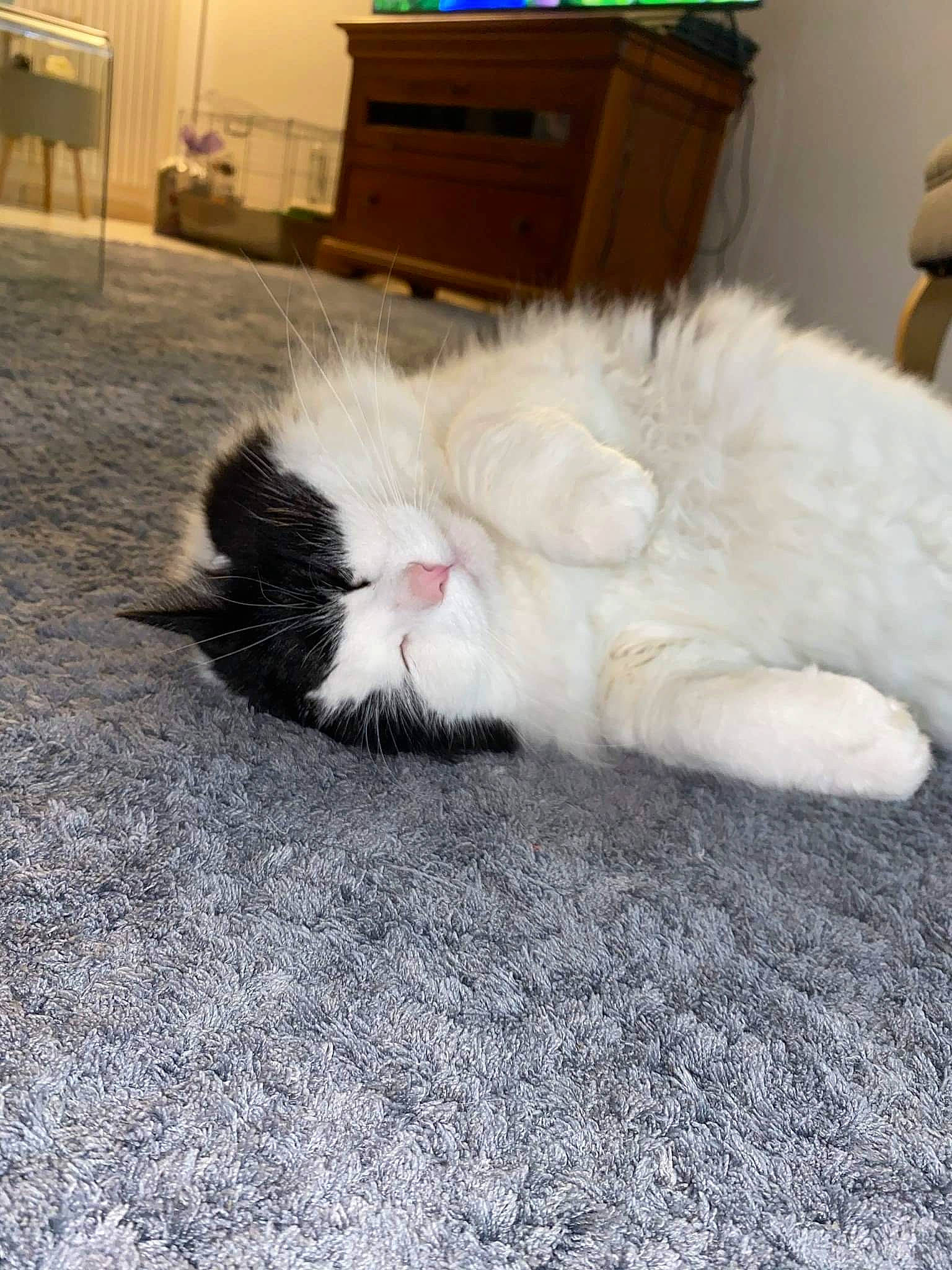 Duchesse a rejoint le concours — aidez-le/la à gagner de superbes lots ! carnivore, cat, domestic_long_haired_cat, felidae, floor, fur, kitten, paw, persian, polydactyl_cat, ragamuffin, selkirk_rex, small_to_medium_sized_cats, tail, whiskers