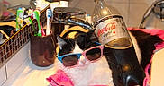 Duchesse a rejoint le concours — aidez-le/la à gagner de superbes lots ! alcohol, bottle, canidae, drink, eyewear, glasses, sunglasses, vision_care