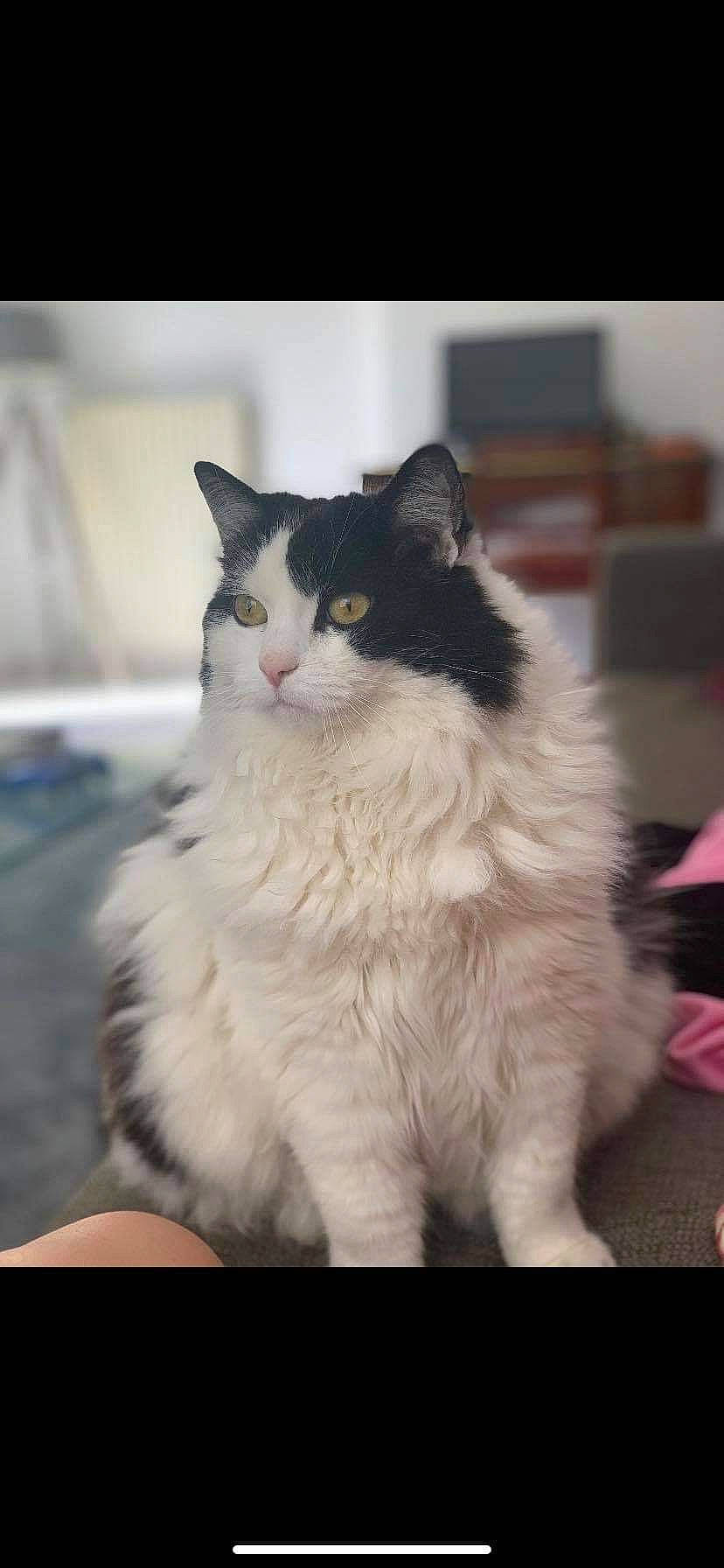 Duchesse