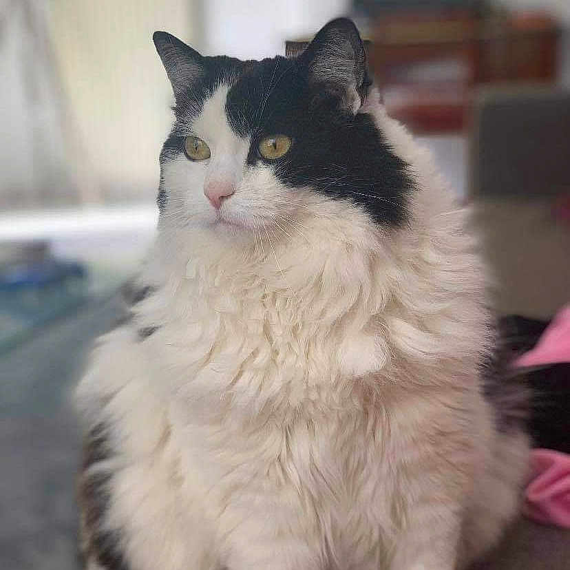 Duchesse