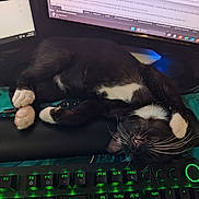 Mischief is registered to the contest to win money with this photo: cat, tuxedo_cat, sleeping, keyboard, computer, monitor, wrist_rest, black_and_white, indoor, pet, cute, whiskers, office, technology, desk, relaxed, paw, feline, computer_accessories, resting