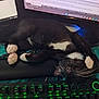 black_and_white, cat, computer, computer_accessories, cute, desk, feline, indoor, keyboard, monitor, office, paw, pet, relaxed, resting, sleeping, technology, tuxedo_cat, whiskers, wrist_rest