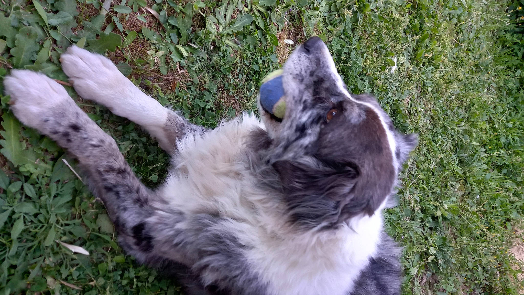 Aela a rejoint le concours — aidez-le/la à gagner de superbes lots ! canidae, carnivore, companion_dog, dog, dog_breed, felidae, fur, grass, paw, plant, small_to_medium_sized_cats, sporting_group, tail, terrestrial_animal, trunk, whiskers, working_animal