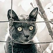 Ticha a rejoint le concours — aidez-le/la à gagner de superbes lots ! cat, animal, feline, close_up, black_and_white, wire_fence, curious, eyes, face, portrait, outdoor, nature, whiskers, ears, soft_light, blurred_background, texture, metal, pet, looking