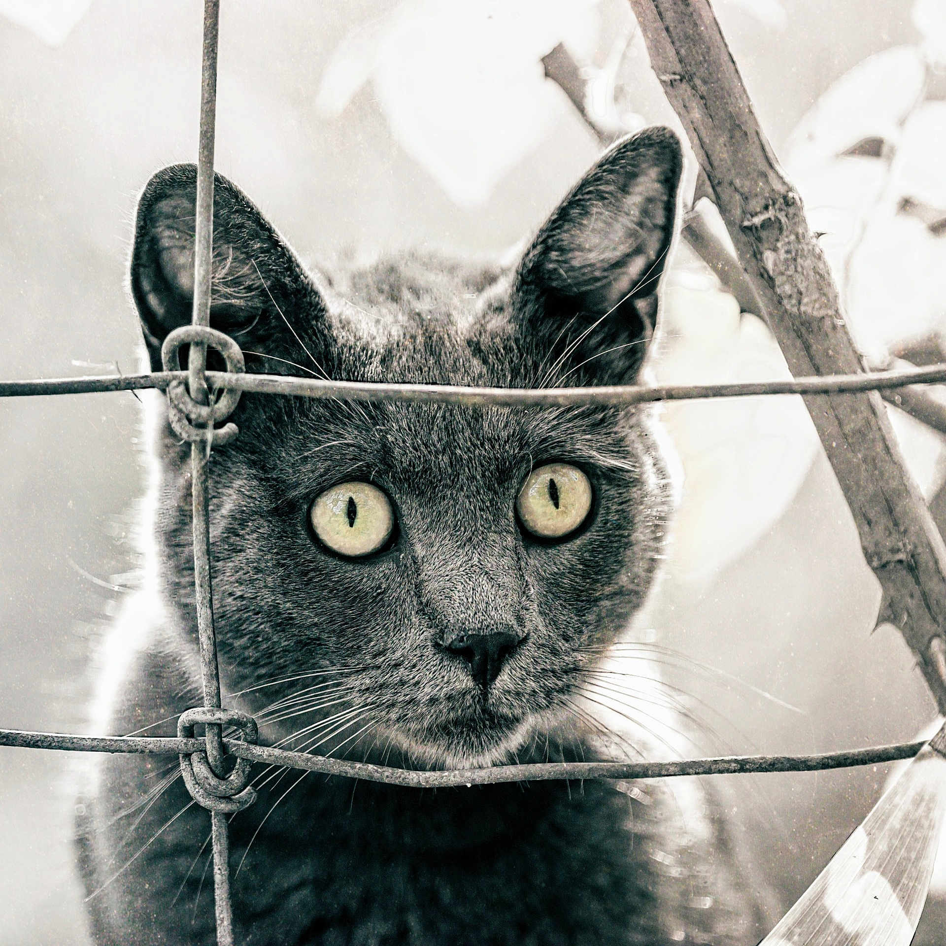 Ticha a rejoint le concours — aidez-le/la à gagner de superbes lots ! cat, animal, feline, close_up, black_and_white, wire_fence, curious, eyes, face, portrait, outdoor, nature, whiskers, ears, soft_light, blurred_background, texture, metal, pet, looking