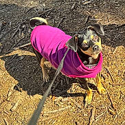 Misty is registered to the contest to win money with this photo: dog, puppy, leash, purple_jacket, outdoor, sunlight, dirt, sticks, small_dog, pet, animal, curious, looking_up, canine, walking, nature, playful, ears, tail, shadow