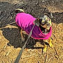 dog, puppy, leash, purple_jacket, outdoor, sunlight, dirt, sticks, small_dog, pet, animal, curious, looking_up, canine, walking, nature, playful, ears, tail, shadow