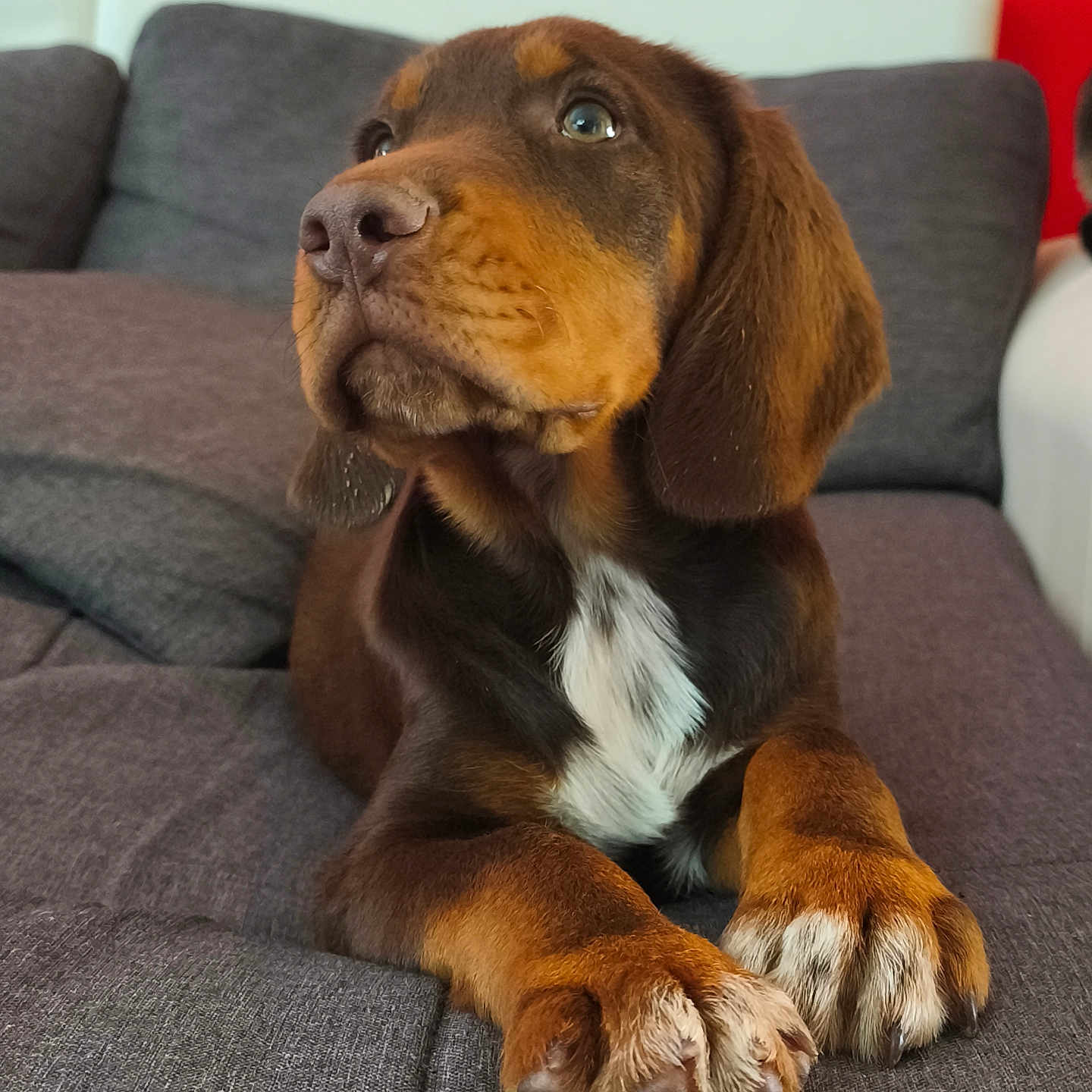Aros a rejoint le concours — aidez-le/la à gagner de superbes lots ! animal, brown_fur, closeup, couch, cozy, cute, dog, ears, fur, home, indoor, looking_up, nose, paw, pet, puppy, relaxed, snout, white_fur, young_dog