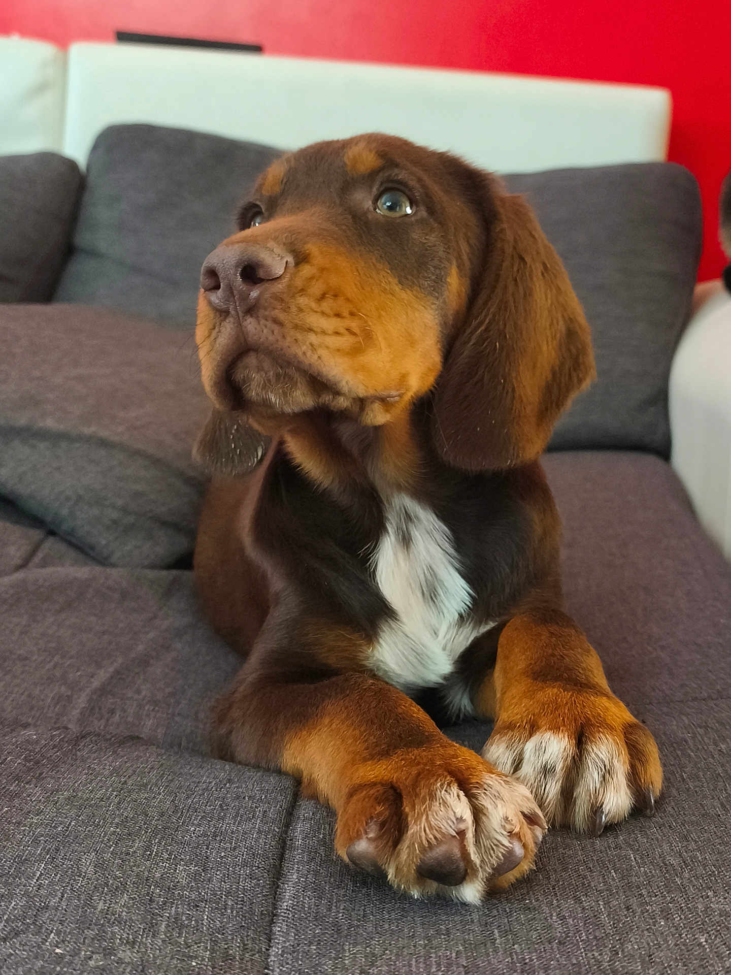 Aros a rejoint le concours — aidez-le/la à gagner de superbes lots ! puppy, dog, brown_fur, white_fur, couch, indoor, pet, animal, cute, paw, closeup, fur, relaxed, looking_up, snout, ears, nose, young_dog, cozy, home