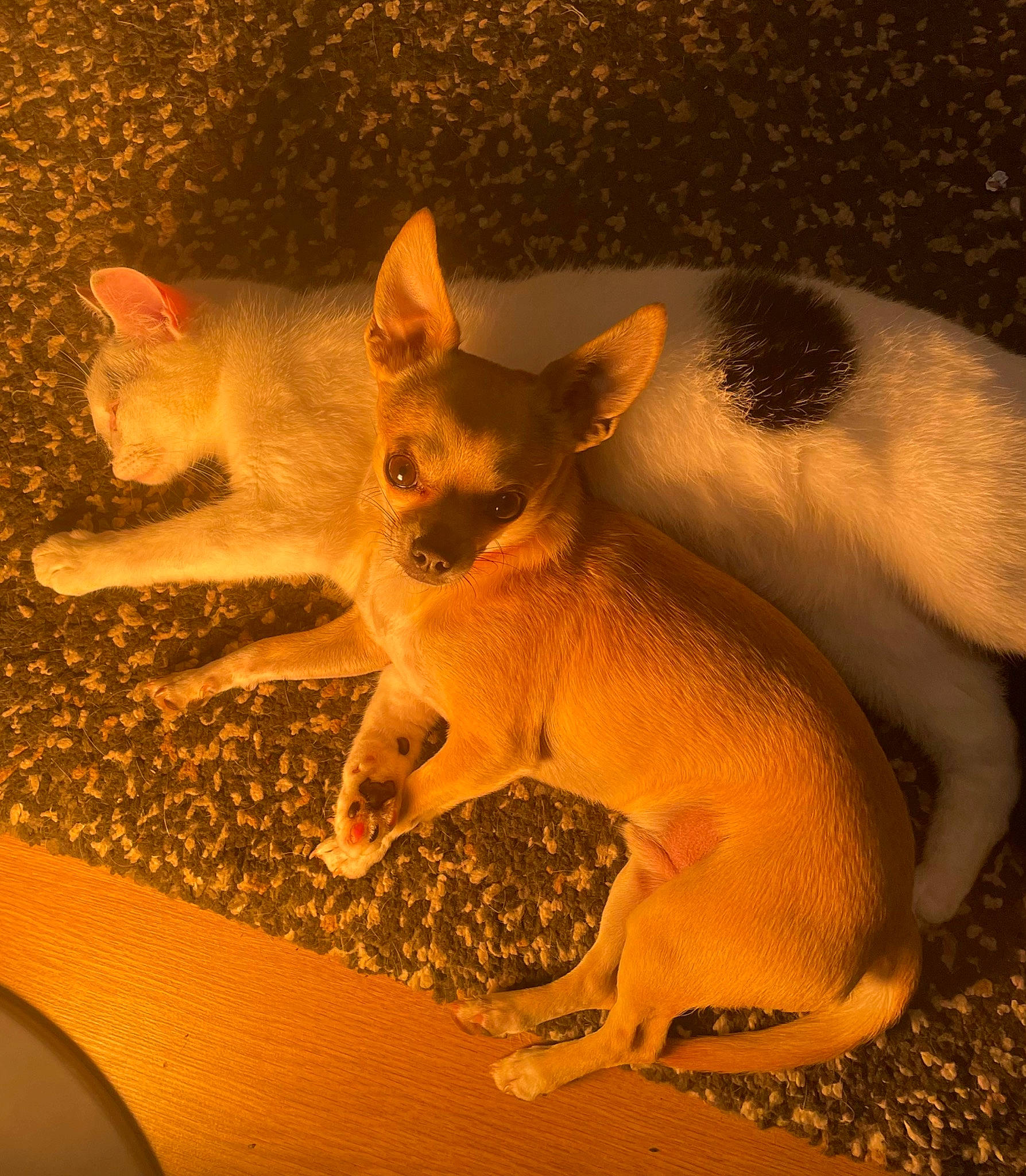 Douglas joined the competition — help win amazing prizes! carnivore, dog_breed, fawn, felidae, fur, paw, snout, tail, terrestrial_animal, whiskers, wildlife