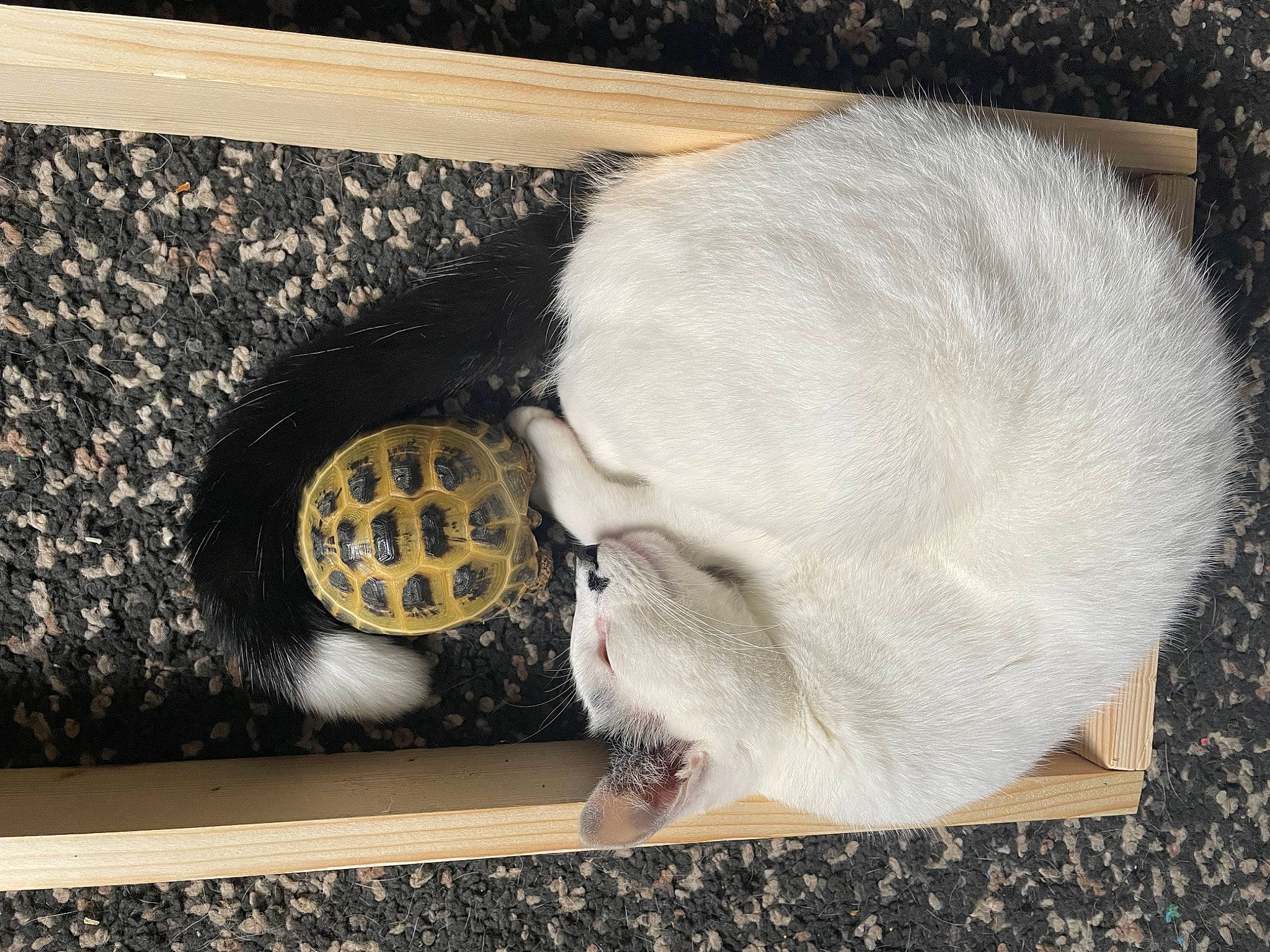 Douglas joined the competition — help win amazing prizes! animal_shelter, automotive_tire, bumper, canidae, carnivore, cat, cat_supply, comfort, domestic_short_haired_cat, fang, fawn, felidae, fur, paw, pet_supply, small_to_medium_sized_cats, snout, tail, vehicle_door, whiskers