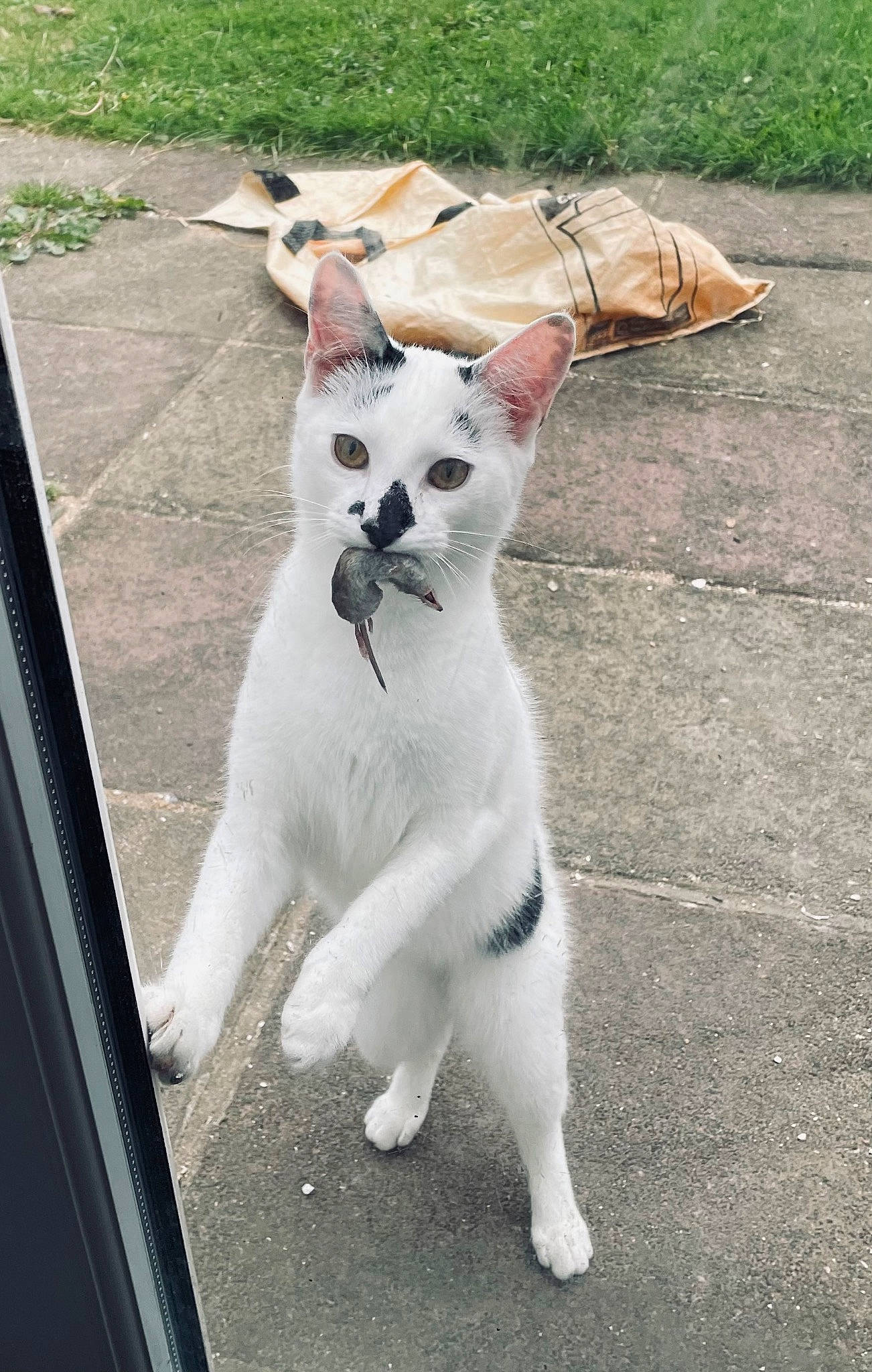 Douglas joined the competition — help win amazing prizes! asphalt, canidae, carnivore, cat, claw, collar, domestic_short_haired_cat, fawn, felidae, fur, grass, paw, road, road_surface, small_to_medium_sized_cats, snout, tail, terrestrial_animal, whiskers, windshield