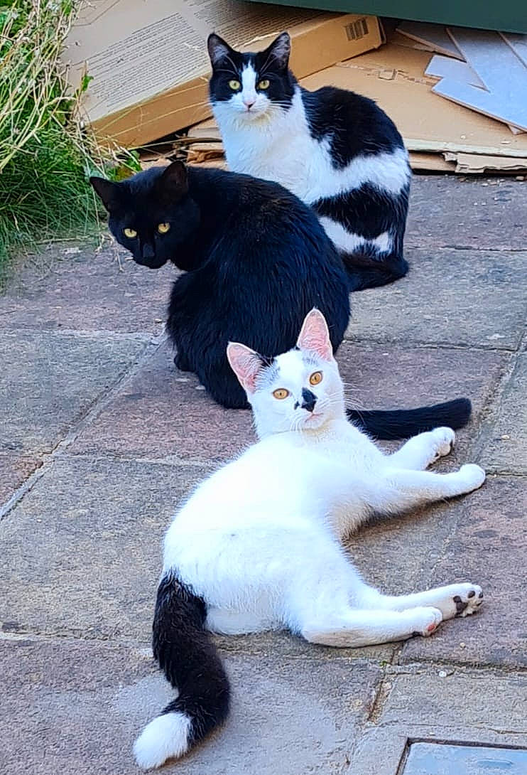 Douglas joined the competition — help win amazing prizes! black, carnivore, cat, domestic_short_haired_cat, felidae, foot, fur, grass, lap, light, mammal, plant, sitting, small_to_medium_sized_cats, snapshot, snout, tail, vertebrate, whiskers, white