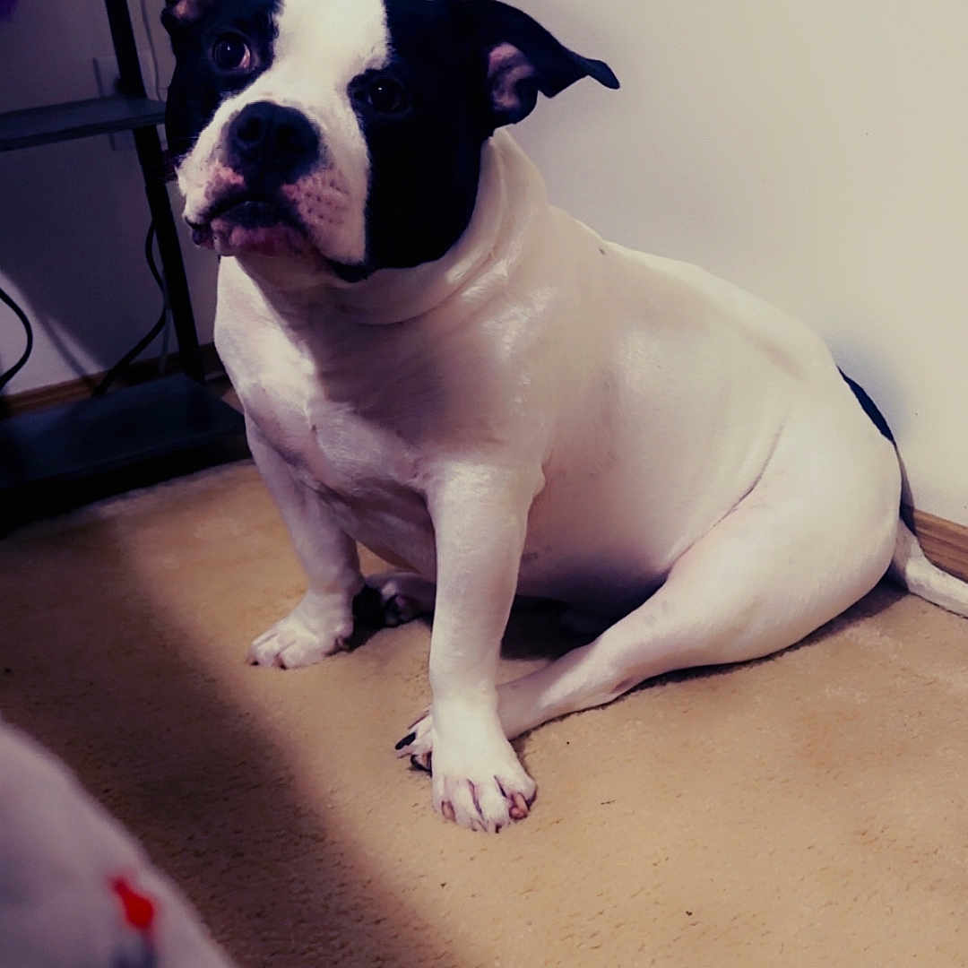 Lucifer Nyholm joined the competition — help win amazing prizes! animal, architecture, baby, bostonbull, boxer, building, bulldog, canine, couch, dog, frenchbulldog, furniture, hound, indoors, livingroom, person, pet, pitbull, pointer, puppy