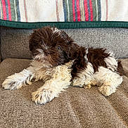 Stella is registered to the contest to win money with this photo: adorable, blanket, brown, couch, cozy, cute, dog, domestic, eyes, fur, indoors, lying_down, paws, pet, plaid, portrait, puppy, small, upholstery, white