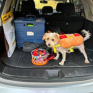 Lizzy is registered to the contest to win money with this photo: dog, costume, hot_dog, car_trunk, candy, halloween, container, pet, toy, tail, curious, small_dog, storage_box, vehicle, open_trunk, indoor, leash, plastic_container, floor_mat, head