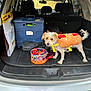dog, costume, hot_dog, car_trunk, candy, halloween, container, pet, toy, tail, curious, small_dog, storage_box, vehicle, open_trunk, indoor, leash, plastic_container, floor_mat, head