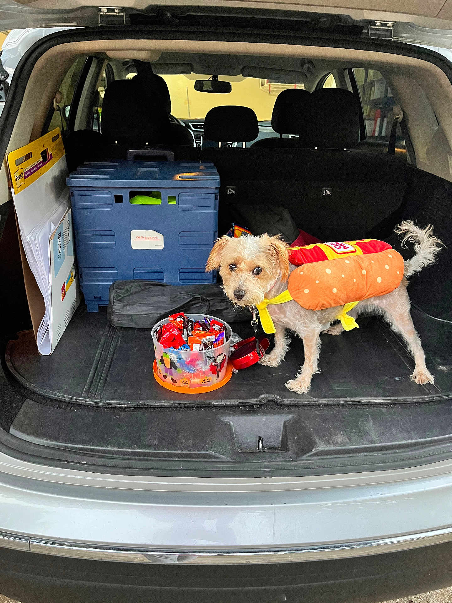 Lizzy is registered to the contest to win money with this photo: dog, costume, hot_dog, car_trunk, candy, halloween, container, pet, toy, tail, curious, small_dog, storage_box, vehicle, open_trunk, indoor, leash, plastic_container, floor_mat, head