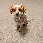 Lizzy joined the competition — help win amazing prizes! animal, beige_carpet, canine, carpet, collar, companion, cute, dog, domestic_animal, ears, fluffy, friendly, fur, indoor, looking_up, pet, pink_collar, sitting, small_dog, tail