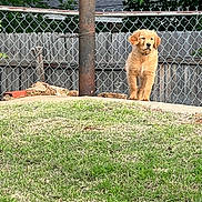 Cooper joined the competition — help win amazing prizes! alert, animal, canine, chain_link_fence, concrete, cute, daytime, dog, fence, golden_retriever, grass, leafy_tree, nature, outdoor, pet, puppy, standing, summer, tree, yard